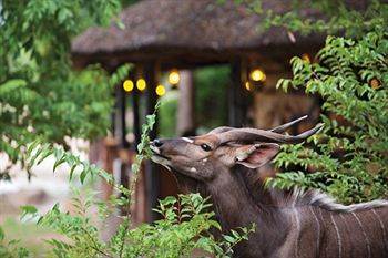 Motswari Private Game Reserve - Timbavati Klaserie Private Nature Reserve Eksteriør bilde